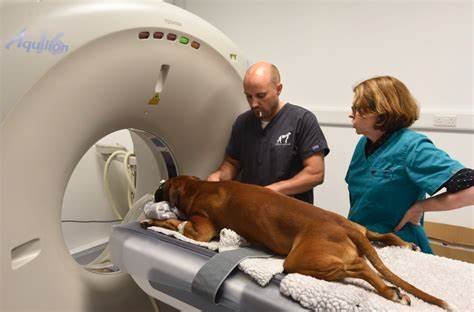 The use of technology in veterinary medicine