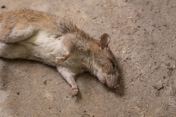 As per the police, while having dinner, the customer found a dead baby rat in the chicken dish he had ordered at the restaurant in suburban Bandra
