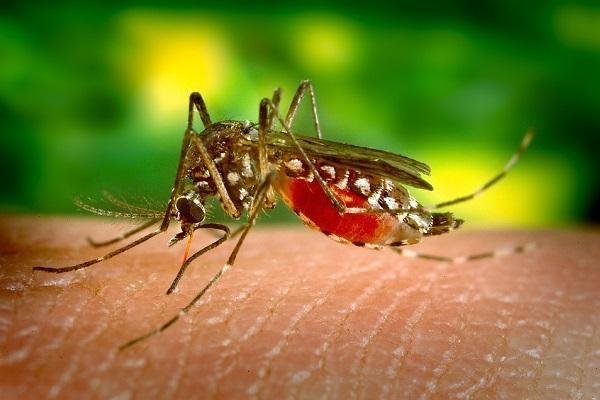 Dengue alert issued in Tripura after unexpected outbreak. 182 individuals admitted to hospitals; preventive measures taken.