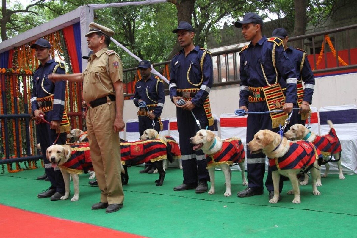 Delhi civic body plans to remove stray dogs from prominent locations during the G-20 Summit.