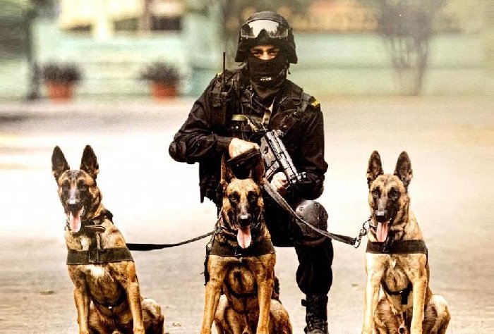 Specialized K9 Squad Deployed for Enhanced Security During G20