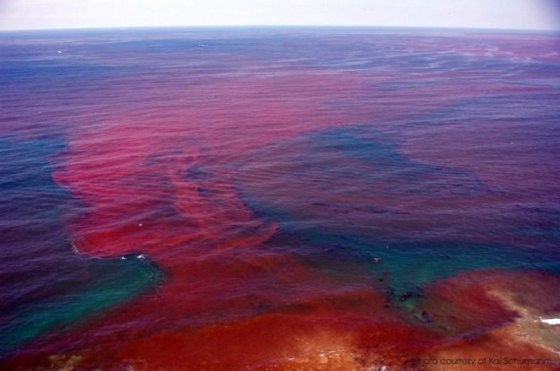 The coastal waters from Vaithikuppam up until the Gandhi statue in Puducherry have become red over the past week