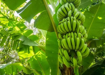 Cavendish banana is under attack from a fungal infection called Panama disease (Fusarium wilt) tropical race 4.