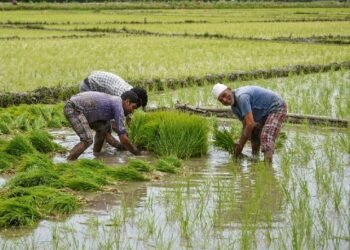 Agriculture ministry unable to pick up moong, urad; erratic monsoon impacted output
