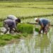 Agriculture ministry unable to pick up moong, urad; erratic monsoon impacted output
