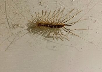 The centipede possesses large bulbous eyes and extremely long legs. While it uses its long front legs to lasso its prey, it uses its fearsome fangs to inject them with venom.