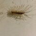 The centipede possesses large bulbous eyes and extremely long legs. While it uses its long front legs to lasso its prey, it uses its fearsome fangs to inject them with venom.