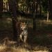 The Pench Tiger Reserve in Maharashtra has been designated as India's first Dark Sky Park and the fifth in Asia, protecting the night sky and preventing light pollution.