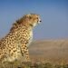With the death of Shaurya, seven adult cheetahs and three cubs born in India have died since March 2023.