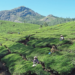 To compensate for the decline in traditional markets, India has been exploring new destinations