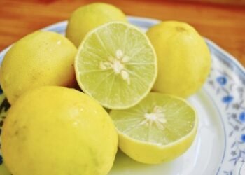 It is believed that the person who manages to make the highest bid and gets the lemon would be blessed with riches and good health for years to come