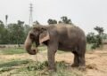 World Animal Protection Approaches Prime Minister to Prevent Elephant Transfer to Delhi from Assam